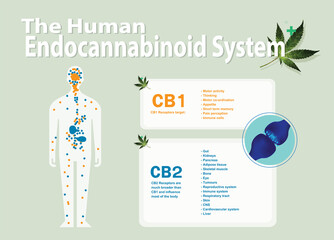 human endocannabinoid CB1 and CB2 Receptors target system active in human body.