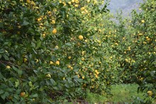 Lemon Garden.Lemon Trees With Mature Lemons.