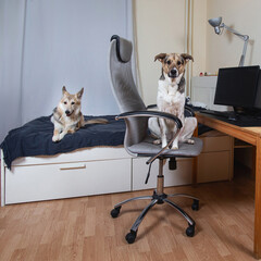 Wall Mural - Dogs having rest in living room looking at camera