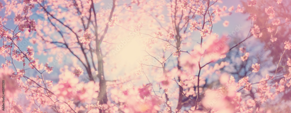Blurred sakura tree twigs on blue background. - obrazy, fototapety, plakaty 