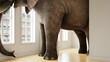 Großer Elefant im Raum als Platzproblem Konzept