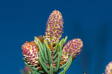 Wall Mural - Growth of baby pinecone on pine tree in the springtime