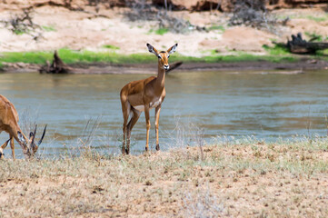 Wall Mural - Impala facing the Galana River