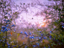 Branch With Blue Dew Covered Berries At Sunrise With Blurred Background.
