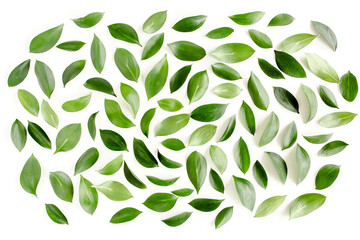 Pattern, texture with green leaves isolated on white background. flat lay, top view