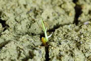 The rice seedling germinate in the crevices of the ground.