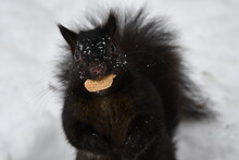 Black Squirrel With Peanut