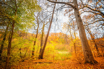 Wall Mural - golden autumn colors in the forest