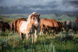 Paint pony with ranch horse herd in Montana grazing in front of the Pryor Mountains near billings in the summer.