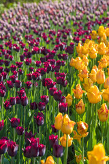 Wall Mural - Colorful tulip beds at worlds largest tulip festival in Ottawa Canada