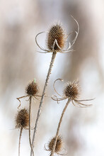 Close Up Of A Thistle In The Winter, Nice Bokeh
