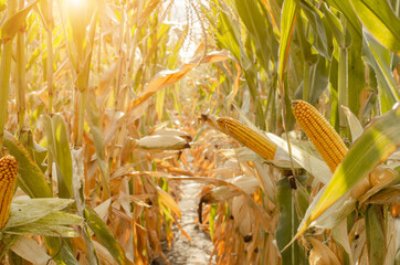 Maize corn green field summer time under daylight closeup view. Agriculture industrial background