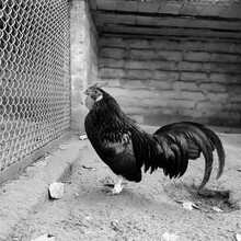 Bantam Rooster Or Chicken In A Cage. Black And White Photo.