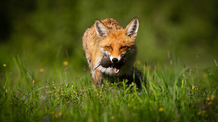 Wall Mural - Red fox, vulpes vulpes, with mouse in mouth on glade on summer sunlight. Orange preadtor feeding on sunny grassland from fornt. Wild mammal hunting vole on meadow with copy space.