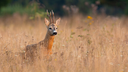 Wall Mural - roe deer, capreolus capreolus, standing in tall grass in summertime nature. roebuck looking on field