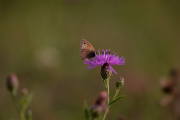 Wall Mural - a butterfly with orange wings and black dots sitting on a purple flower in the sunlight during summer period