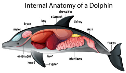 Wall Mural - Internal Anatomy of a Dolphin