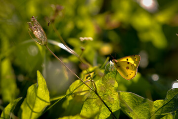 Wall Mural - an yellow butterfly sitting on a green leaf on sunny day during summer