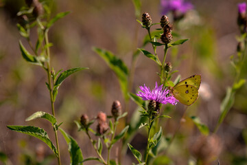 Wall Mural - an yellow butterfly sitting on purple flower on sunny day during summer