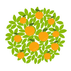 Orange fruits tree. Against the round background of the crown and leaves. Orchard garden harvest. Vector.