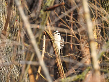 Woodpecker In The Brush: A Downy Woodpecker Bird Scales A Brush Stem On Winter Morning 