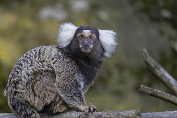 Small monkey Common Marmoset (Callithrix jacchus) on branch. Portrait of the ape from the profile.