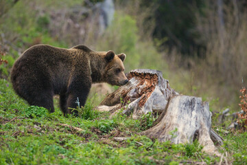 Wall Mural - European Brown Bear (Ursus arctos arctos), in the forest, Slovakia