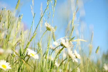 Spring or summer abstract nature background with flowers and grass in the meadow and blue sky in the back