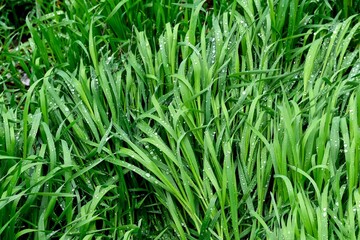 Green spring grass covered with raindrops. Spring background. Green background.