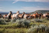 galloping horse herd in Montana