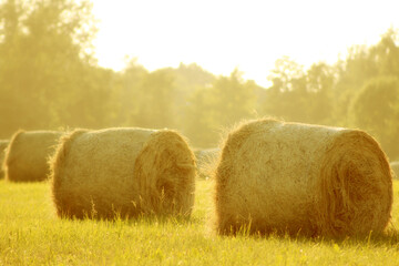 harvested straw field with dry round hay