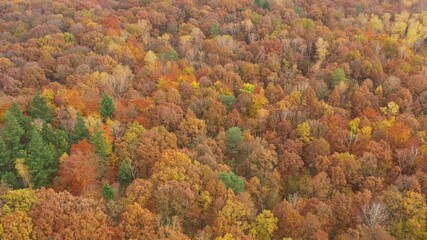 Sticker - autumn in the forest - aerial footage