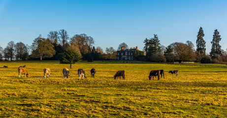 Wall Mural - Cows grazing in the winter sun near Lubenham, UK on a bright winters day