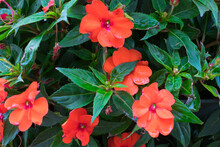 Closeup Of Red Garden Balsam Flowers