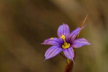 Solitary Blue-Eyed Grass Flower In The Rocky Mountain Region Of Alberta