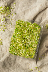 Canvas Print - Organic Green Raw Alfalfa Sprouts