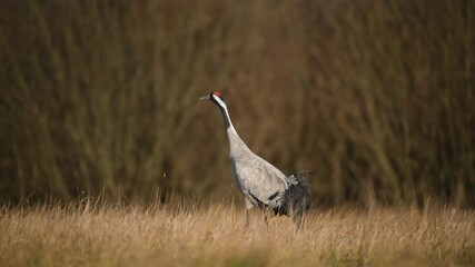 Wall Mural - Common crane ( Grus grus )