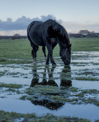 Sticker - Magnificent black horse grazing on a wet grass-covered meadow