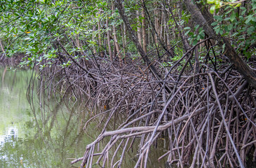 Sticker - Racines de palétuviers, mangrove à Koh Lanta, Thaïlande