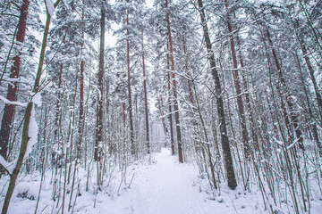 Poster - Mesmerizing shot of snow-covered forest with high trees in a daytime under the clean sky