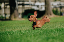 A View Of Running Dachshund Dog On A Grassy Field
