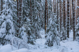 Fototapeta Na ścianę - Snow-covered trees in a forest in Sweden