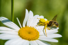 Yellow Crab Spider With Prey Sitting On A Marguerite Flower