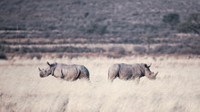 Two Rhinos Walking On A Meadow