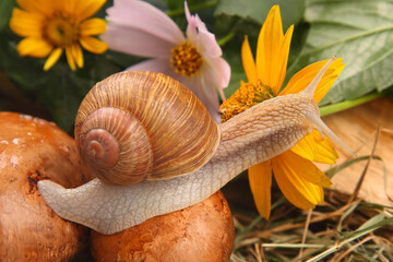 Wall Mural - grape snail crawling over mushrooms against a background of flowers. mollusc and invertebrate