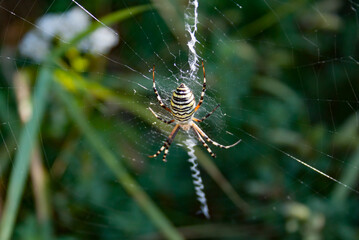spider on a web