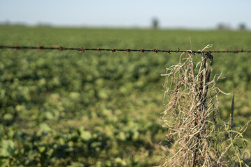 Wall Mural - Closeup shot of barbed wire in the field