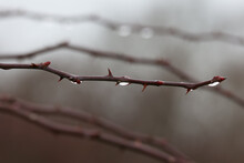 Closeup Shot Of Dewdrops On A Rose Branch After Rain