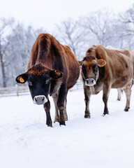 Poster - Vertical shot of brown dairy cows on the farm during winter