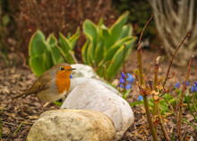 Closeup Shot Of A Cute American Robin Bird On A Stone